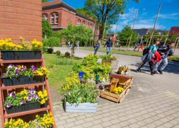 rozkwitajacy sianow 7