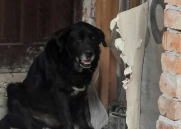 szukamy wlasciciela psa1