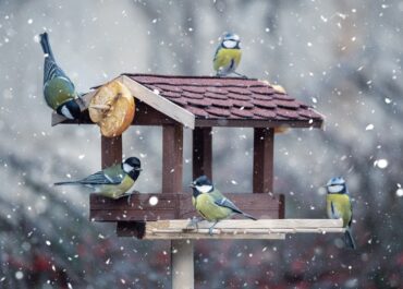 zdjęcie ptaki zimą
